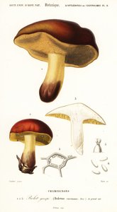 Vargánya gomba, Boletus circinans.,1849 (metszet)
