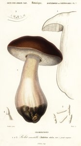 Cep, filléres zsemle, vargánya vagy vargánya, Boletus edulis. ,1849 (metszet)
