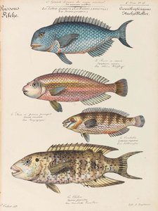 Természettudományi Tanfolyam, 1825-1826.