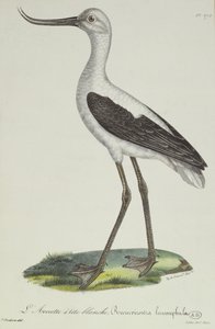 Fehérfejű Avocet, 19. század eleje (színes metszet)