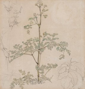 Turbolya-tanulmány alkotó: Paul Sandby
