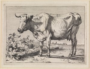 Tehén csavart szarvval alkotó: Paulus Potter