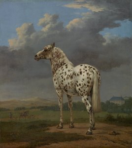 Piebald Horse, 1654 körül