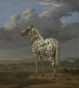 The "Piebald" Horse, c.1650-4 (oil on canvas) alkotó: Paulus Potter