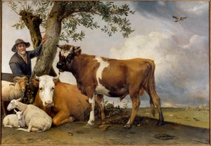 A fiatal bika Pásztor és szarvasmarhái, hamisító, bárány, tehén és bika. Paul Potter (1625-1654) festménye 1647 V. 2,36x3,39 m Hága. Mauritshuis