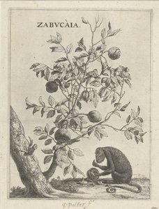 Zabucaiaboom en een aap Zabvcàia (cím a tárgyon) alkotó: Paulus Potter