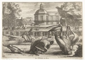 pelikánok des Pelicans de Mere (cím a tárgyon) Madarak a Versailles-i menazsériából (sorozat címe)