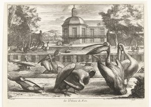 Pelicans des Pelicans de Mere (cím a tárgyon) Madarak a versailles-i menazsériából (sorozat címe)