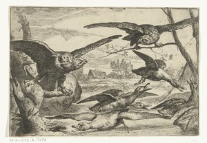 Roofvogels Különböző madarak (sorozat címe) alkotó: Peeter Boel