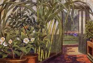 Cukornád, tea- és kávénövény (színes litho)