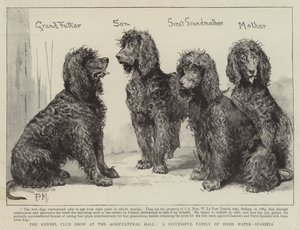 A Kennel Club bemutatója a mezőgazdasági csarnokban, az ír vízi spánielek sikeres családja alkotó: Percy Macquoid