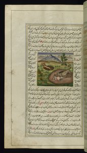 Egy sakál felfal egy nyulat a Lights of Canopus, 1847-ből alkotó: Persian School