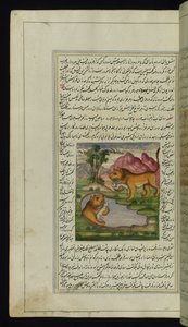 Egy nyúl által becsapott gonosz oroszlán belenéz egy kútba, és meglátja a tükörképét a Canopus fényeiből alkotó: Persian School