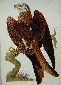 The Kite (Milvus milvus) vagy Glead, lemez a „The British Zoology, Class II: Birds”-ből, vésette Peter Mazell (fl.1761-97) 1766 (metszet)
