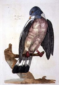 The Queest vagy Ring Dove, lemez a „The British Zoology, Class II: Birds”-ből, metszett: Peter Mazell (fl.1761-97) 1766 (metszet)
