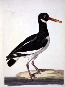 Tengeri pite vagy osztriga (Haematopus ostralegus) lemez a „The British Zoology, Class II: Birds”-ből, metszett: Peter Mazell (fl.1761-97) 1766 (metszet)