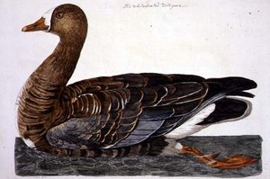 The White-Fronted Goose (Anser albifrons) lemez a 