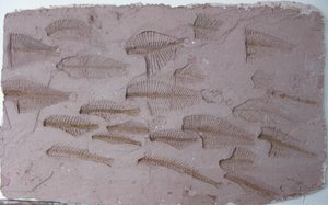 Shoal