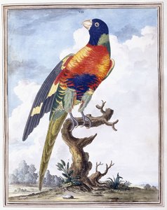 tábla VII alkotó: Peter Brown