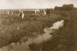 Szarvasmarha a mocsáron, 1886 körül