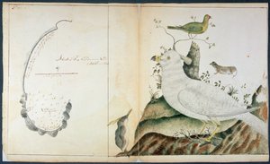 Az Adventure Bay térképe, Van Diemen földje, 1773 körül (akvarell papíron) alkotó: Peter Fannin