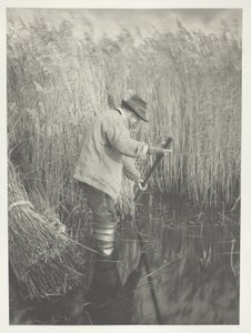 Egy nádvágó munkában alkotó: Peter Henry Emerson