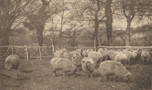  alkotó: Peter Henry Emerson