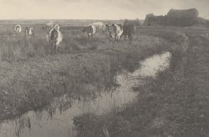 Szarvasmarha a mocsárban,1886 (fotó) alkotó: Peter Henry Emerson