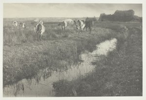 Szarvasmarha a mocsarakon alkotó: Peter Henry Emerson