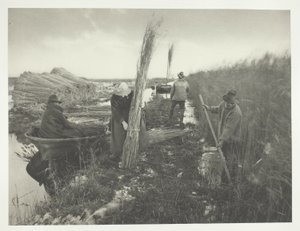 A nádszüret idején alkotó: Peter Henry Emerson
