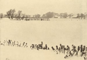 Marsh Weeds alkotó: Peter Henry Emerson