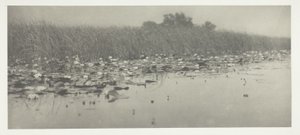 Vízililiom alkotó: Peter Henry Emerson