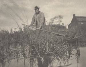 A Gladdon levágása