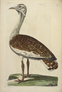 A hím túzok, illusztráció Thomas Pennant „The British Zoology” című művéből