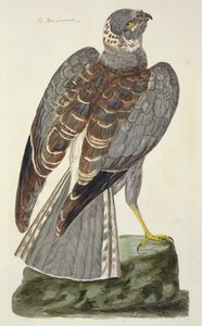 A tyúkhúr (Circus cyaneus) a "The British Zoology, Class II: Birds" című műből, metszette Peter Mazell (fl.1761-97) 1766-ban alkotó: Peter Paillou