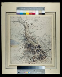 Haldokló fa, törzse kalászokkal borított, kerítés mellett, 1618-20 körül (toll és tinta krétákon, papíron lemosva) alkotó: Peter Paul Rubens