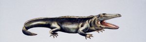 Cyclotosaurus sp, Mastodonsauridae, késő triász, Peter Ross alkotása
(fotó) alkotó: Peter Ross