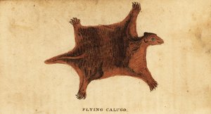 Fülöp-szigeteki repülő makik, Cynocephalus volans., 1800 (metszet) alkotó: Peter Simon Pallas