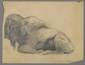 Bölény (grafit papíron) alkotó: Philip H. Wolfrom