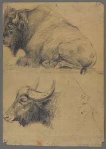 Bölény és vízibivaly feje (grafit papíron) alkotó: Philip H. Wolfrom