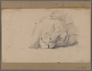 Alvó oroszlán feje (grafit papíron, az ablakszőnyegre ragasztva) alkotó: Philip H. Wolfrom