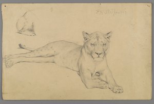 Ülő oroszlán (grafit papíron) alkotó: Philip H. Wolfrom