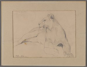 Ülő oroszlán (grafit az ablakszőnyegre ragasztott papíron) alkotó: Philip H. Wolfrom