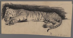 Alvó tigris (szén papíron) alkotó: Philip H. Wolfrom