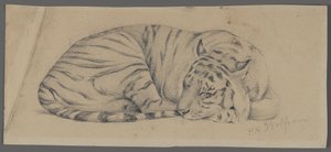 Alvó tigris (grafit papíron)