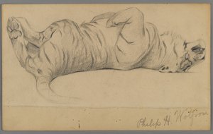 Alvó tigris (grafit papíron) alkotó: Philip H. Wolfrom