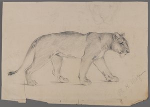 Vándorló oroszlán (grafit papíron) alkotó: Philip H. Wolfrom