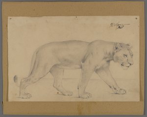 Sétáló oroszlán (grafit, papír, kartonra rögzítve) alkotó: Philip H. Wolfrom