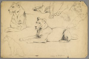 Oroszlántanulmányok (grafit és szén papíron) alkotó: Philip H. Wolfrom