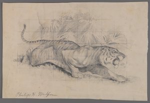 Tigris tájban (grafit, papír) alkotó: Philip H. Wolfrom